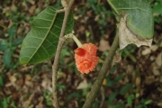 <strong>Malaisia scandens - Ramon, Laurence - 194</strong><br />© Ramon, Laurence